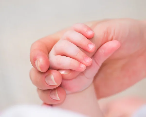 Baby palm — Stock Photo, Image