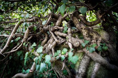 Ağaç kökleri