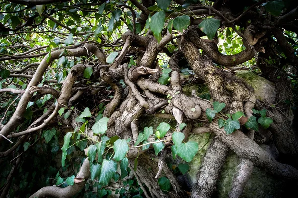 Tree roots — Stock Photo, Image