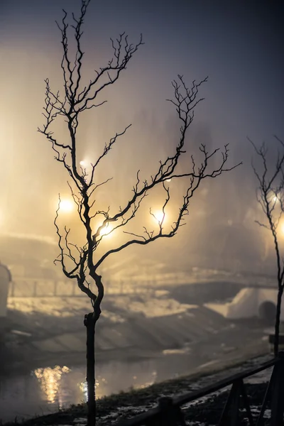 Arbre près du lac — Photo