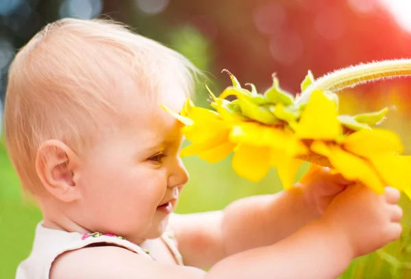 Zonnebloem — Stockfoto