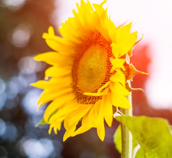 Girasol — Foto de Stock