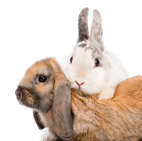 Conejitos de Pascua — Foto de Stock