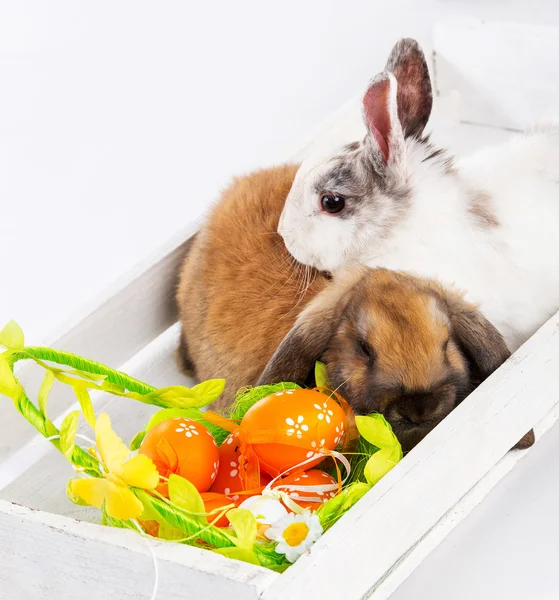 Кролики и пасхальная корзина — стоковое фото