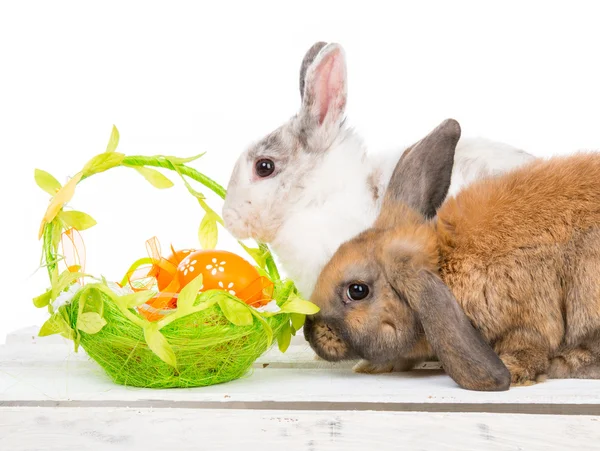 Rabbits and easter basket — Stock Photo, Image