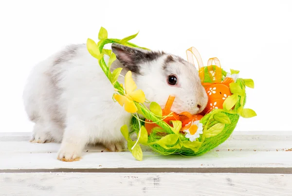 Conejo de Pascua con Cesta — Foto de Stock