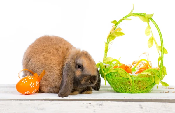 Conejo de Pascua con Cesta —  Fotos de Stock