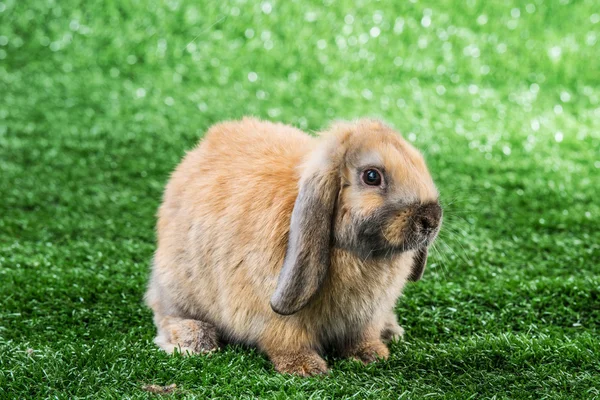 Konijn op het gras — Stockfoto