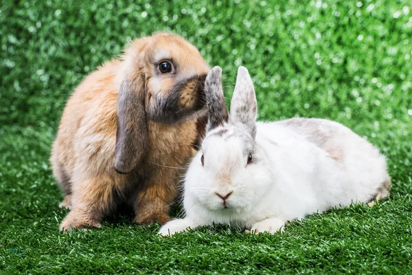 Two rabbits on grass — Stock Photo, Image