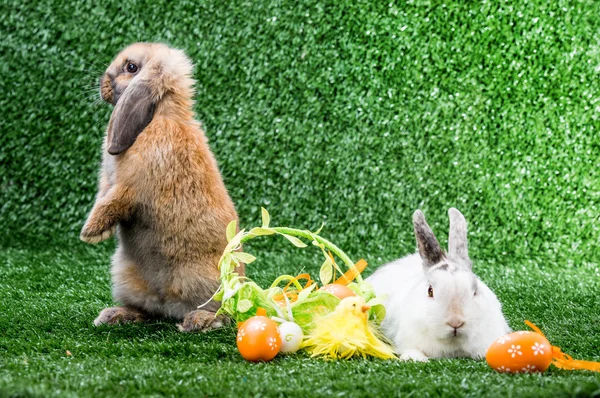 Two rabbits on grass — Stock Photo, Image