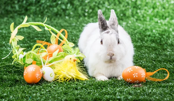 Rabbit on the grass — Stock Photo, Image