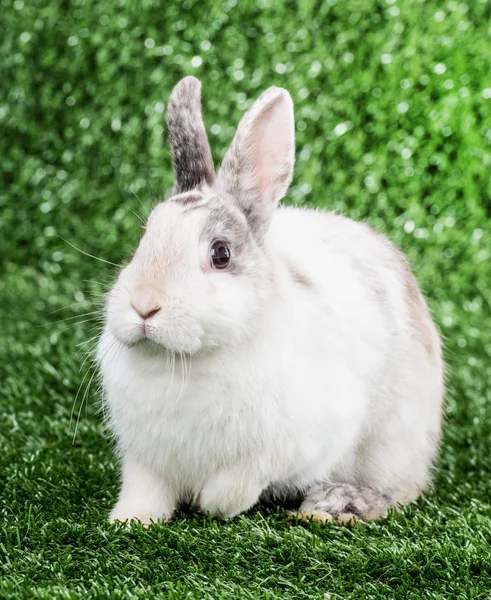 Rabbit on the grass — Stock Photo, Image