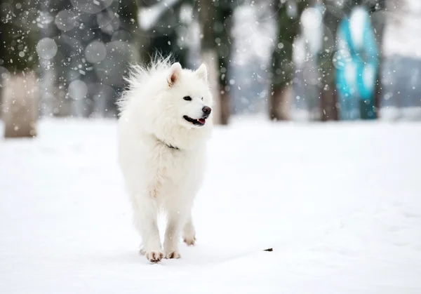 Білий husky — стокове фото