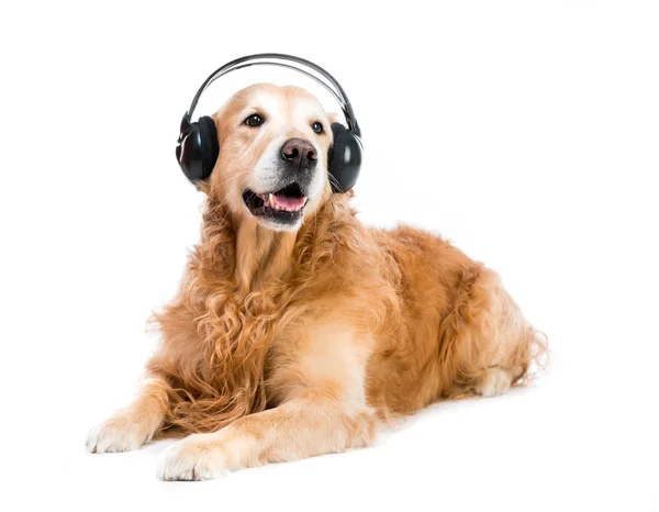 Cão no fone de ouvido — Fotografia de Stock