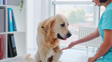 Veteriner ve golden retriever köpeği