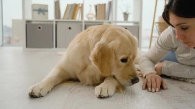 Güzel kız Golden retriever köpeklerinin burnunu okşuyor.