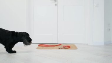 Cocker spaniel tasmayla evden geçiyor.