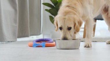 Golden retriever çelik kaseden su içiyor.