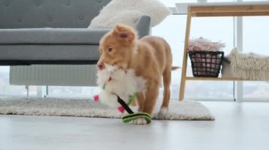 Toller yavruları oyuncakları tutarken koşar
