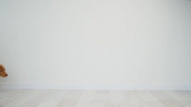 Toller köpek yavrusu yan yana koşuyor