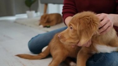 Kadın yerde gişe köpeklerini okşuyor.