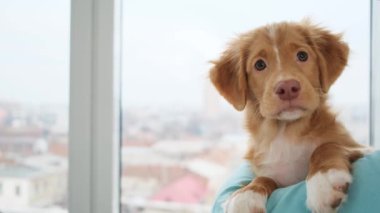 Toll köpeğinin omuzdaki portresi