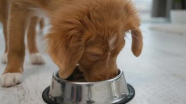 Toller köpek yavrusu kaseden su içiyor.