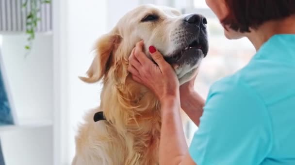 Veterinair en golden retriever hond — Stockvideo