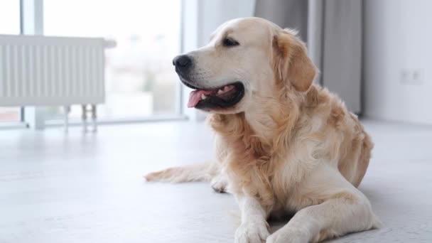 Πορτρέτο του σκύλου Golden Retriever — Αρχείο Βίντεο