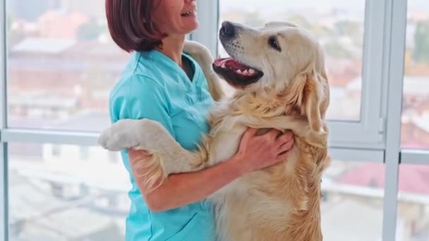 Κτηνίατρος και σκύλος golden retriever — Αρχείο Βίντεο