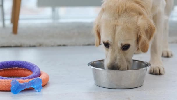 Golden retriever bere dalla ciotola in acciaio — Video Stock