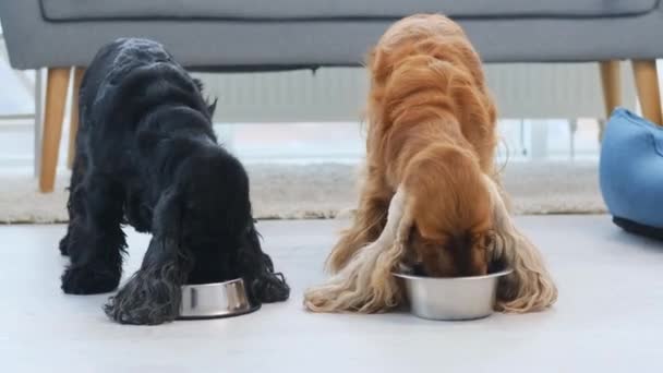Cocker spaniel perros comiendo en casa — Vídeo de stock