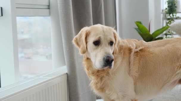 Golden retriever hund står nära fönstret — Stockvideo