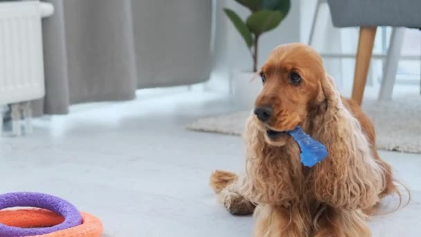 Кокер спанієль собака тримає кусаючу іграшку — стокове відео
