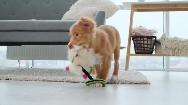 Toller puppies lopen terwijl het houden van speelgoed — Stockvideo