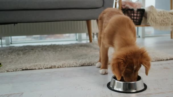 Toller cachorro comiendo de cuenco — Vídeos de Stock