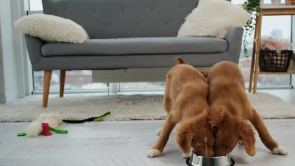 托勒狗只吃一碗 — 图库视频影像
