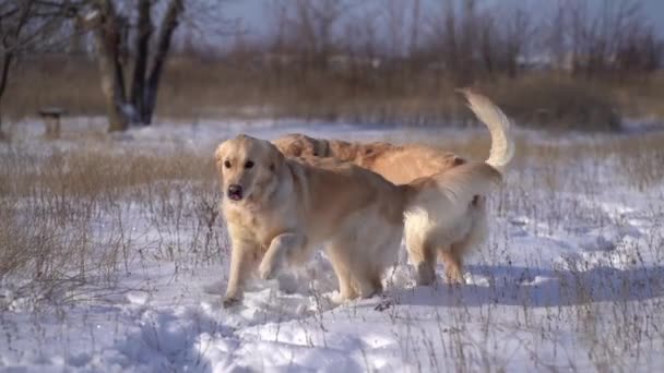 Golden retriever honden op besneeuwd veld — Stockvideo
