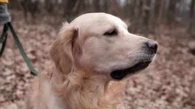 Ormanda Golden retriever köpeği
