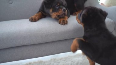 Rottweiler yavruları evdeki kanepenin yanında oynuyorlar.
