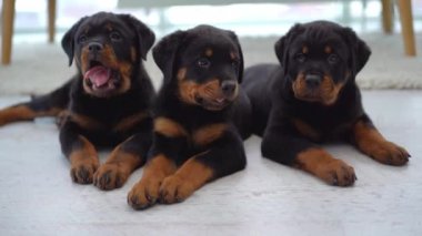 Evde Rottweiler yavruları var.