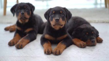 Evde Rottweiler yavruları var.