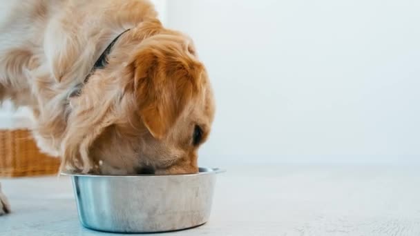 ゴールデンレトリバー犬を食べる — ストック動画