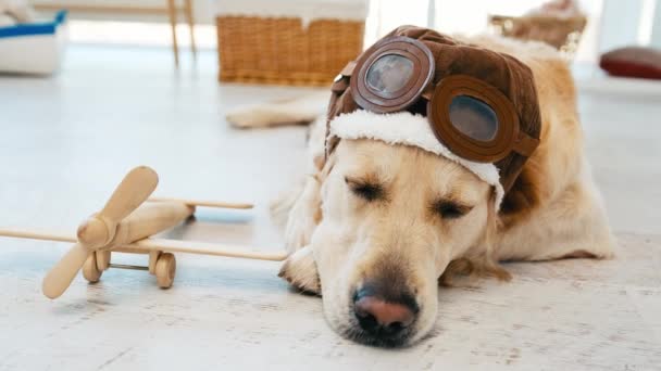 Golden retriever chien dans des lunettes de pilote — Video