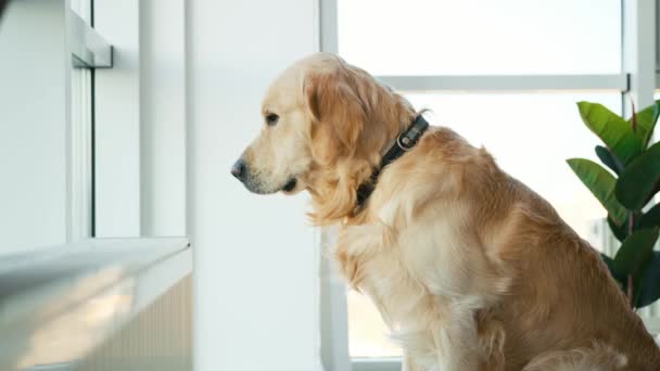 Golden retriever hond kijkt uit het raam — Stockvideo