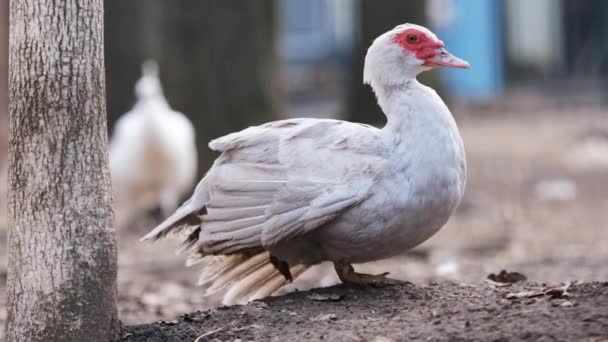Weißer Vogel draußen im Zoo — Stockvideo