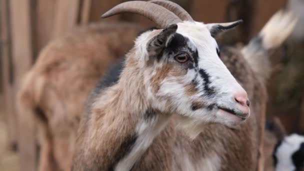 Cabra bonito no zoológico — Vídeo de Stock