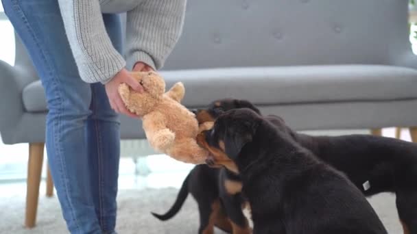 Cachorros Rottweiler mordiendo peluche oso de peluche — Vídeos de Stock
