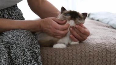 Evcil hayvan, oyuncak kedi.