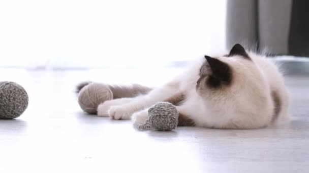 Ragdoll-katt hjemme – stockvideo